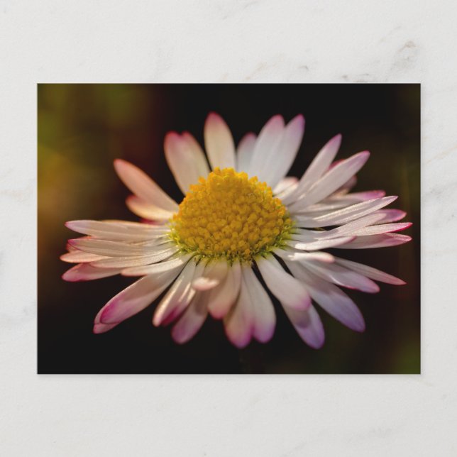 Postal Gänseblümchen (Anverso)