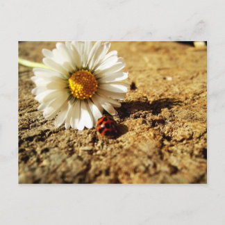 Postal Gänseblümchen und Marienkäfer