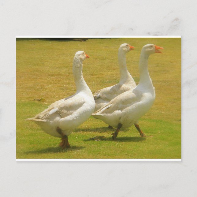 Postal ganso (Anverso)