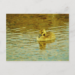 Postal Ganso amarillo del bebé en agua