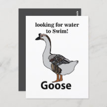 Ganso Buscando Agua Para Nadar Ganso Africano