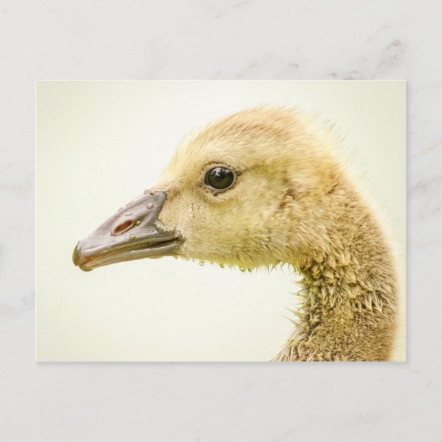 Postal Ganso Canadiense (Gosling) (Anverso)