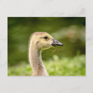 Postal Ganso Canadiense (Gosling)