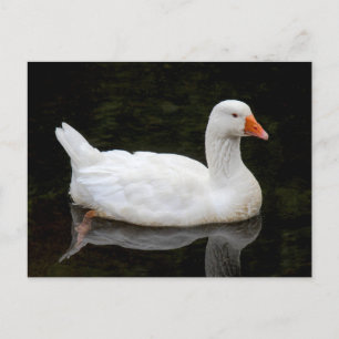 Postal Ganso checo. Lago Roath Park, Cardiff, Gales