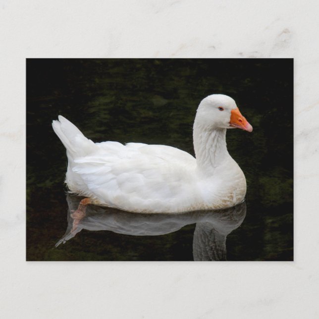 Postal Ganso checo. Lago Roath Park, Cardiff, Gales (Anverso)