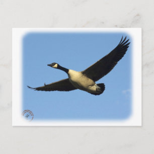 Postal Ganso de Canadá 9R005D-123