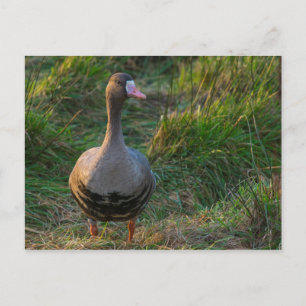 Postal Ganso de frente blanco