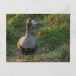 Postal Ganso de frente blanco