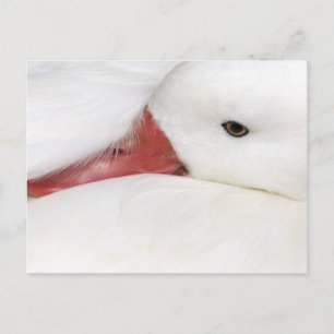 Postal Ganso de las nieves Chen caerulescens
