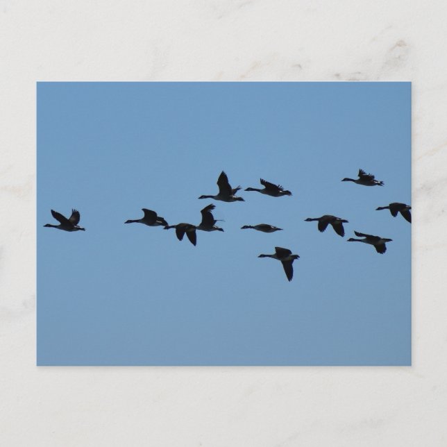 Postal Gansos  (Anverso)