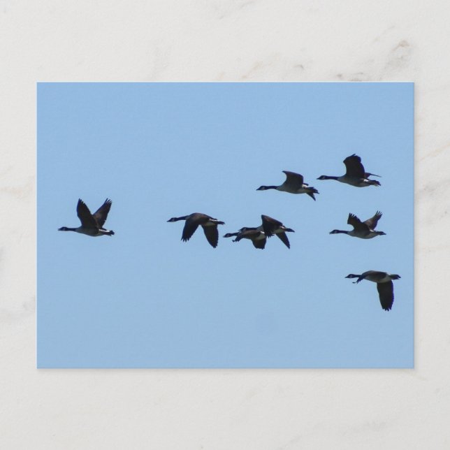 Postal Gansos (Anverso)