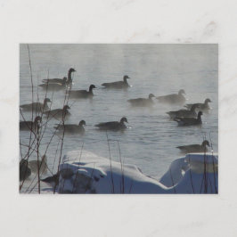 Postal Gansos canadienses B49 en río congelado
