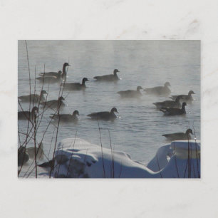 Postal Gansos canadienses B49 en río congelado