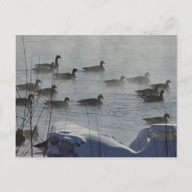 Postal Gansos canadienses B49 en río congelado (Anverso)
