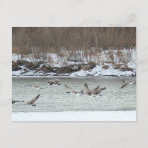 Postal Gansos canadienses B7 en vuelo