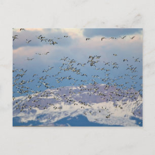 Postal Gansos de nieve durante la migración de primavera