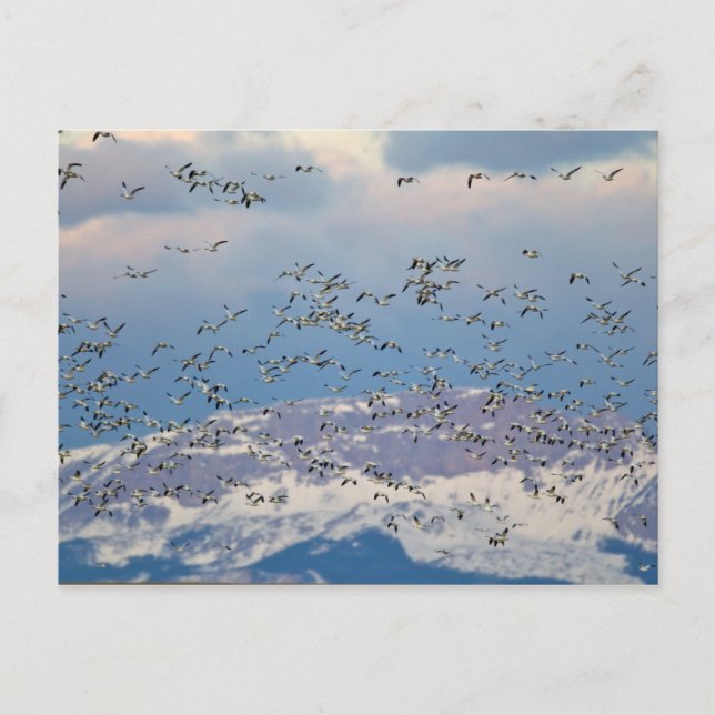 Postal Gansos de nieve durante la migración de primavera (Anverso)