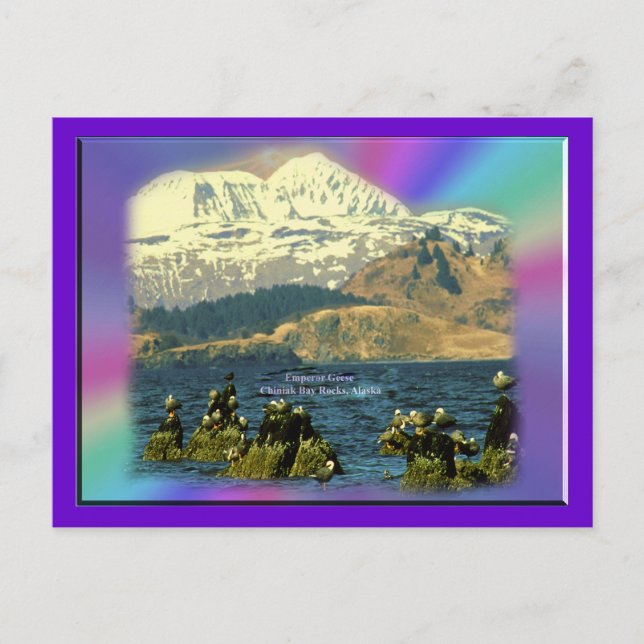 Postal Gansos emperadores en la bahía de Chiniak cerca de (Anverso)
