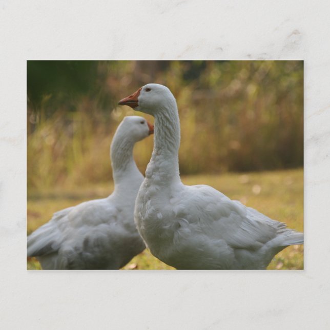 Postal Gansos en Australia (Anverso)