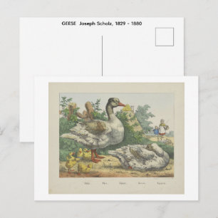 Postal GANSOS  Joseph Scholz, 1829 - 1880  