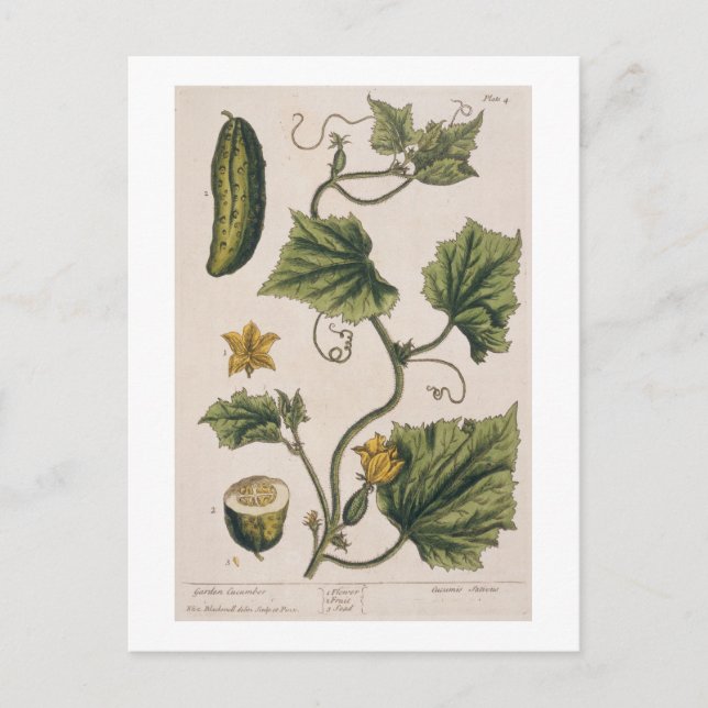 Postal Garden Cucumber, plato 4 de A Curious Herbal, (Anverso)