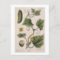 Garden Cucumber, plato 4 de A Curious Herbal,