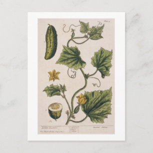 Postal Garden Cucumber, plato 4 de A Curious Herbal,
