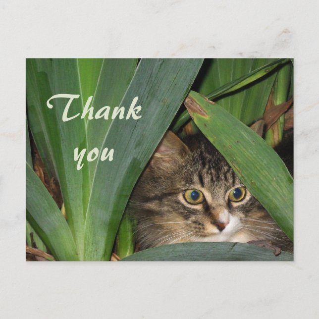 Postal Garden Kitty (Anverso)