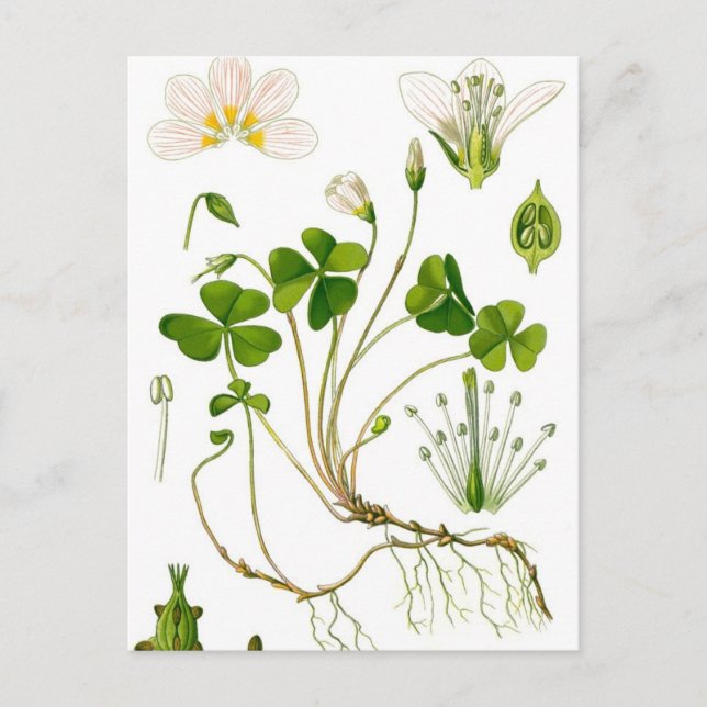 Postal Gardener (Anverso)