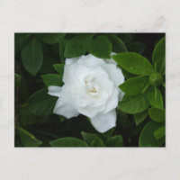 Gardenia Postcard