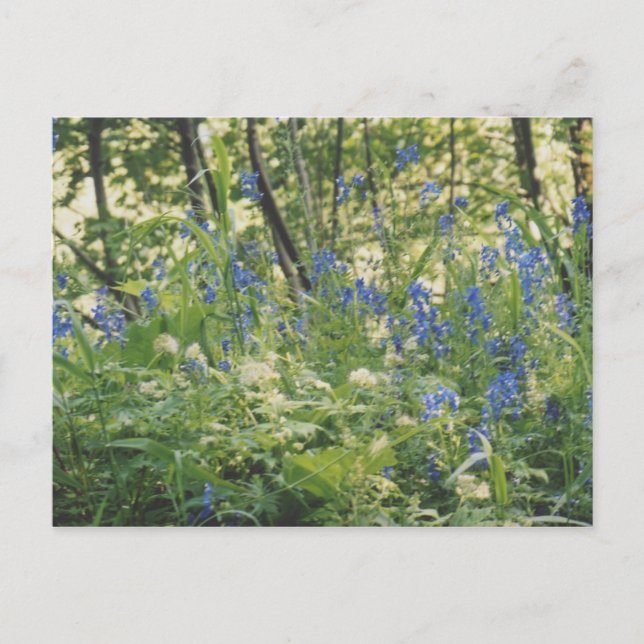 Postal Garganta del río Columbia (Anverso)