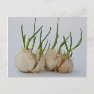 Postal garlics