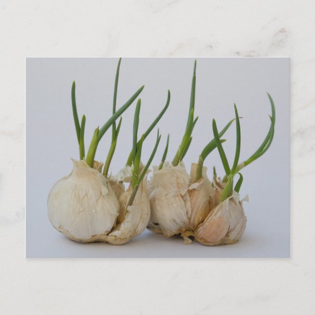 Postal garlics (Anverso)