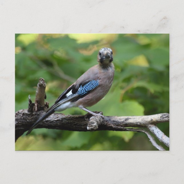 Postal Garrulus glandarius - Eichelhäher (Anverso)