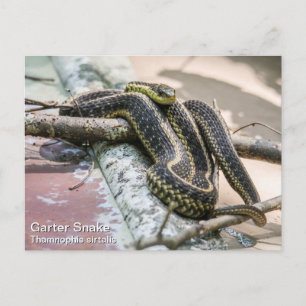 Postal Garter Snake