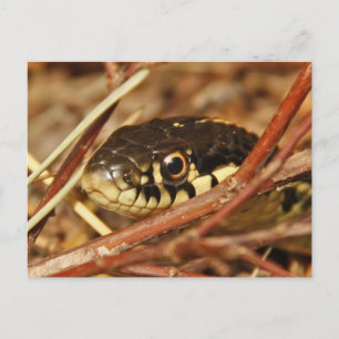 Postal Garter Snake