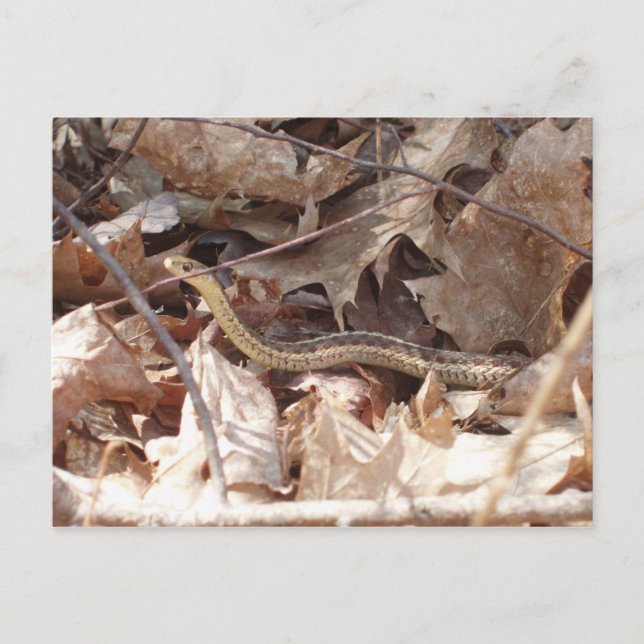 Postal Garter Snake (Anverso)