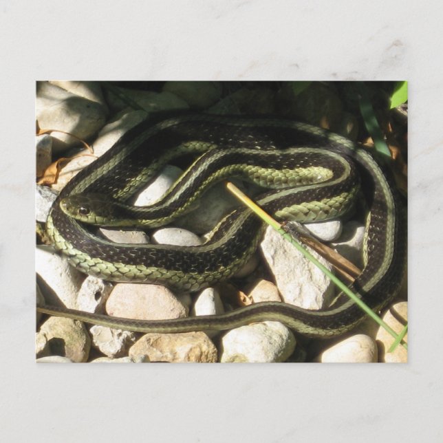 Postal Garter Snake on Rocks (Anverso)