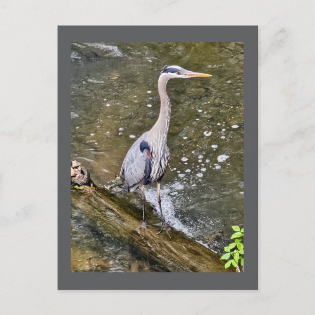 Postal Garza azul (Anverso)