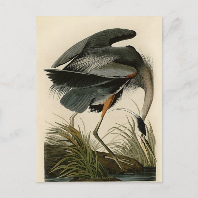 Postal Garza azul grande de Audubon Marsh Bird (Anverso)