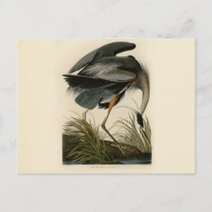 Postal Garza azul grande de Audubon Marsh Bird