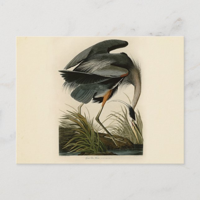 Postal Garza azul grande de Audubon Marsh Bird (Anverso)