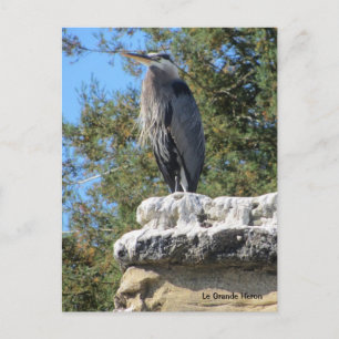 Postal Garza barbuda