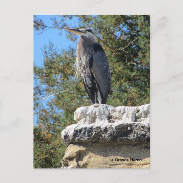 Postal Garza barbuda (Anverso)
