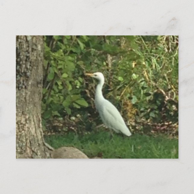 Postal Garza Blanca (Anverso)