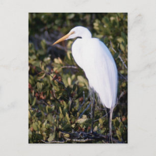 Postal Garza blanca