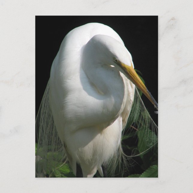 Postal Garza blanca (Anverso)