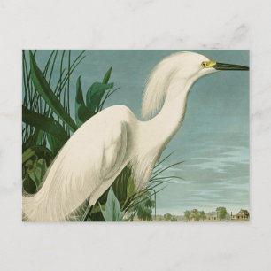 Postal Garza Blanca de Audubon Ave Birding