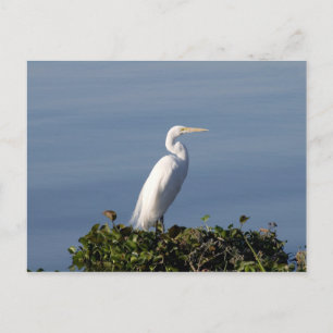 Postal Garza blanca en los Lilypads