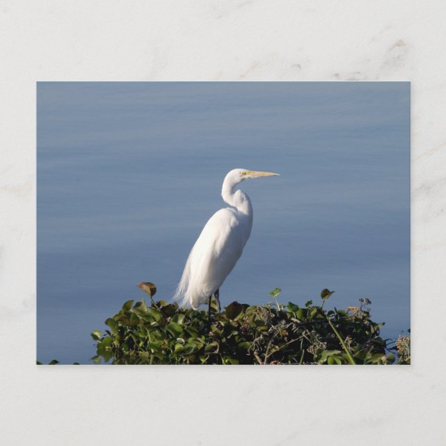 Postal Garza blanca en los Lilypads (Anverso)